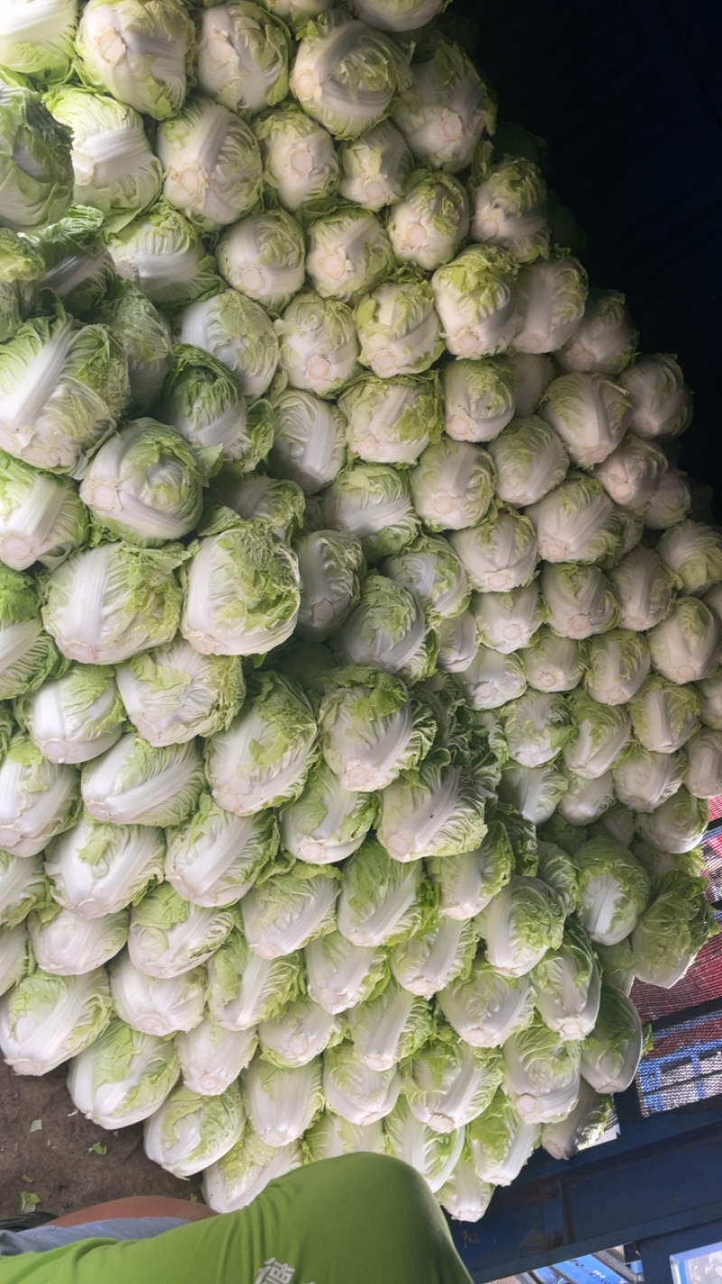 精品大白菜，秦白2号单颗5斤左右，产地直供，需要的联系。