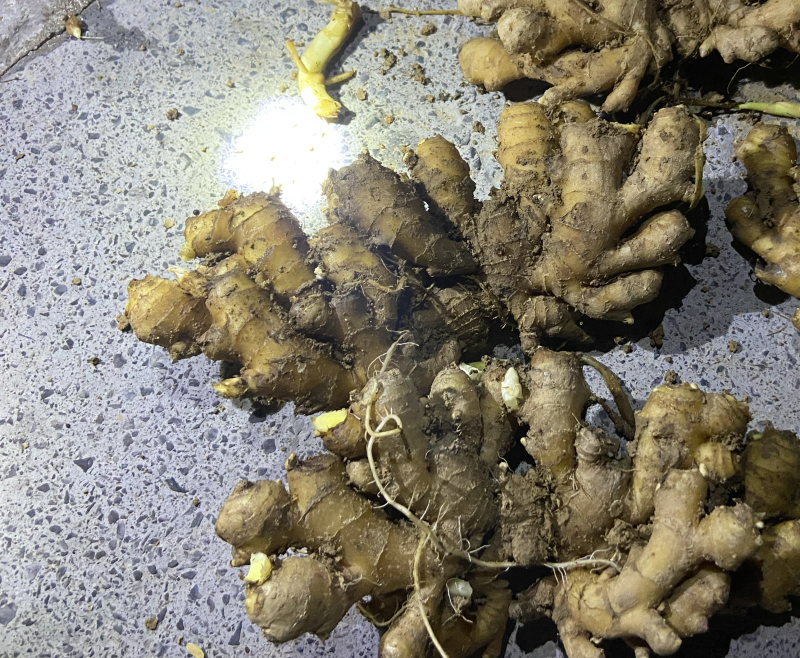 湖南湘西私人小户窖藏老小黄姜，不打膨大素