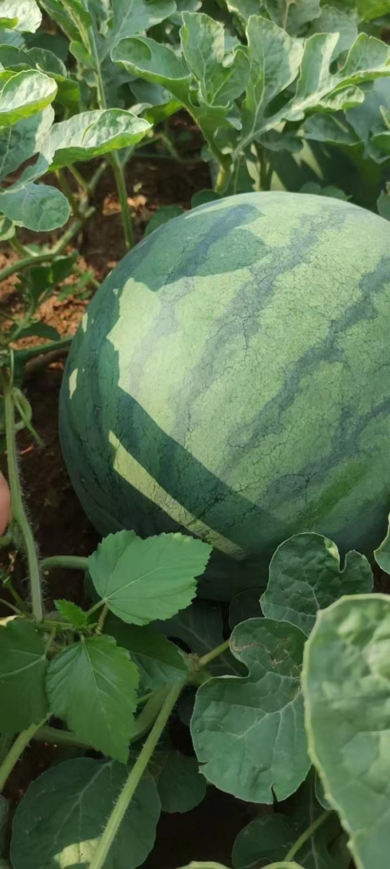 大量无籽西瓜上市国庆必备想要的联系