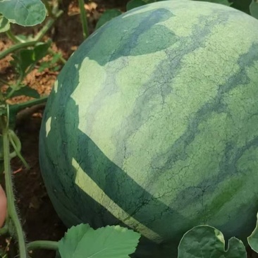 大量无籽西瓜上市国庆必备想要的联系