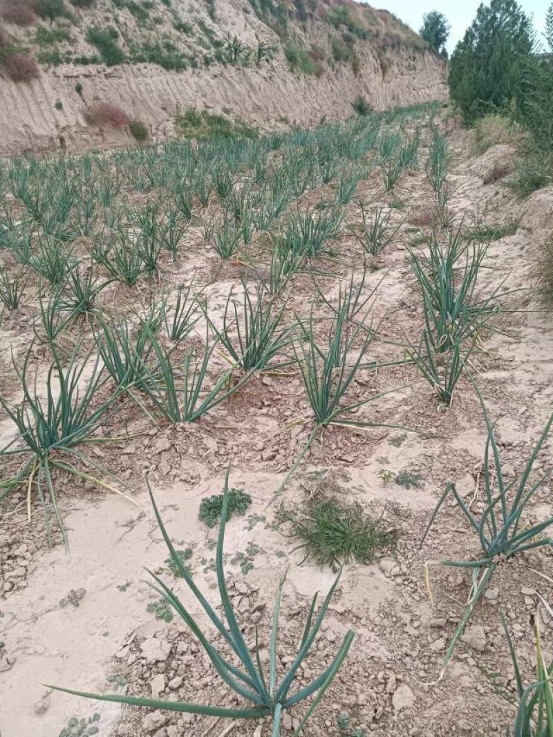陕北米脂红葱