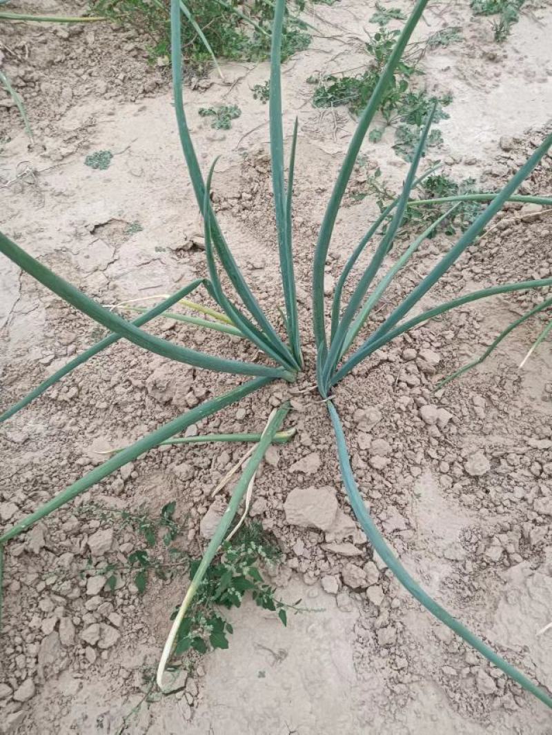 陕北米脂红葱