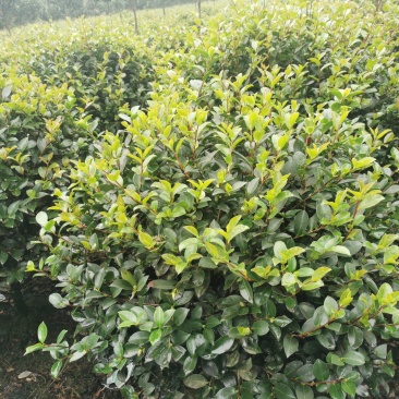 茶梅球苗出售中，还有小杯大杯茶梅工程苗子