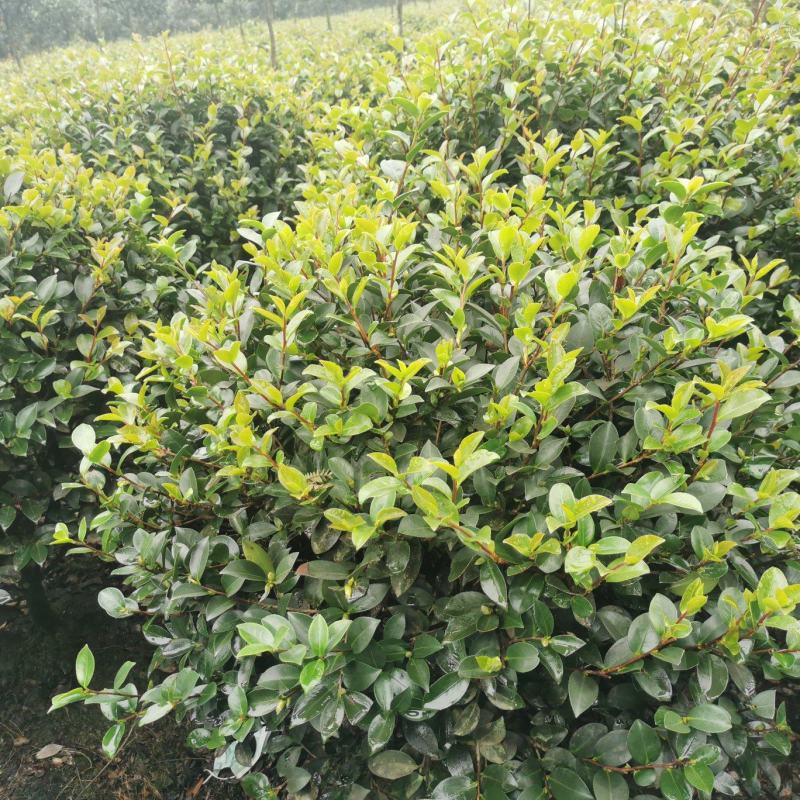 茶梅球苗出售中，还有小杯大杯茶梅工程苗子