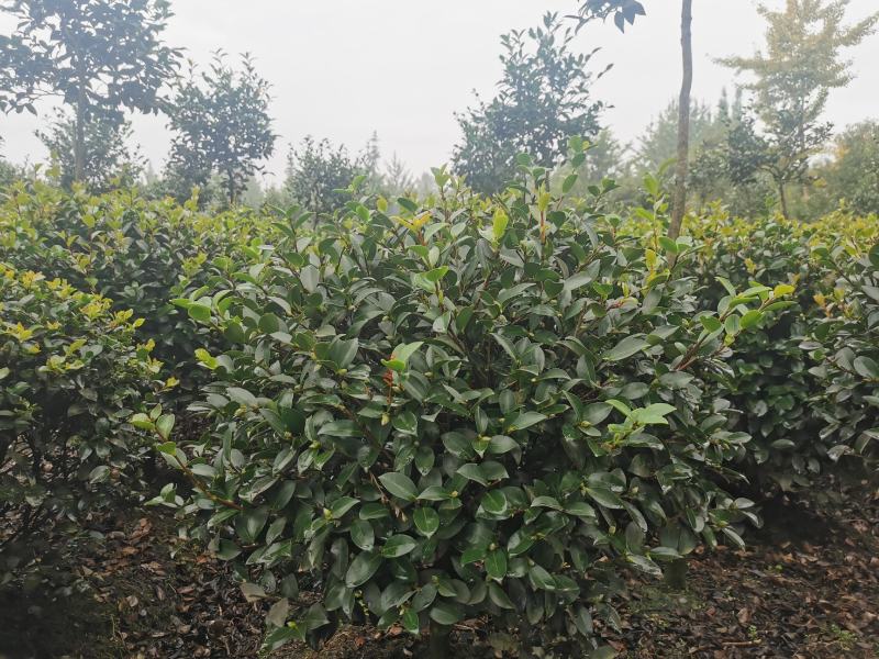 茶梅球苗出售中，还有小杯大杯茶梅工程苗子