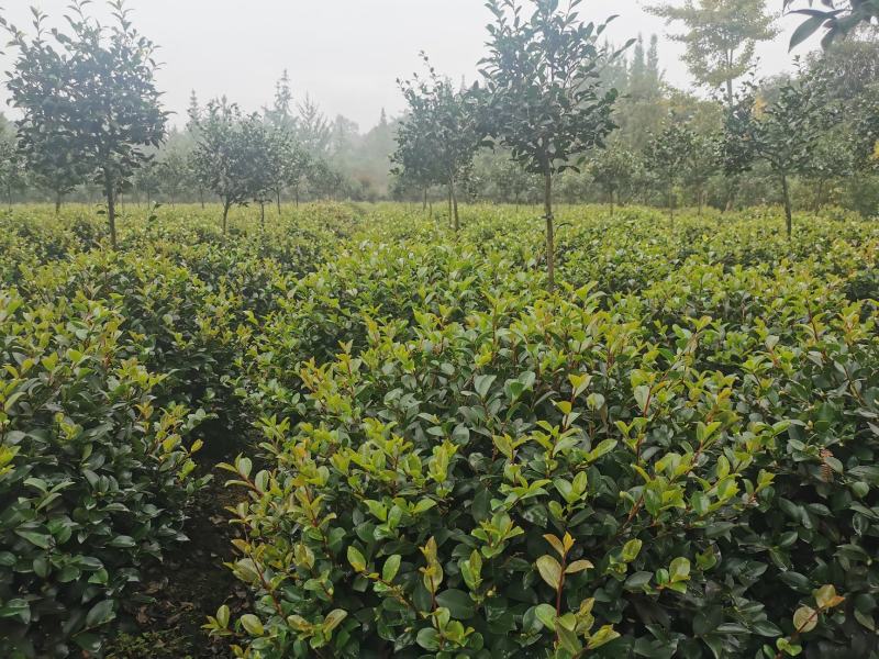 茶梅球苗出售中，还有小杯大杯茶梅工程苗子