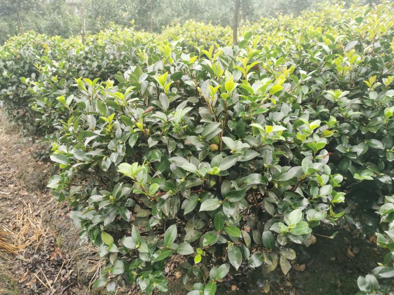 茶梅球苗出售中，还有小杯大杯茶梅工程苗子