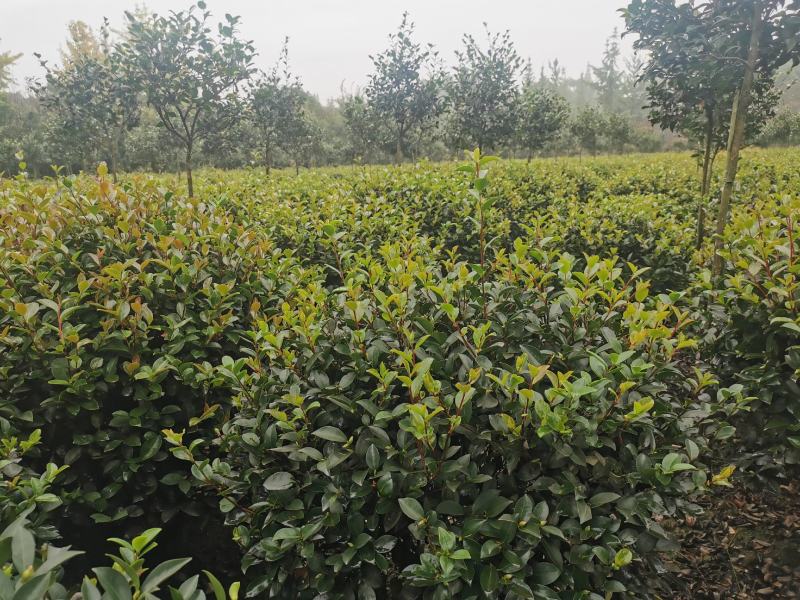 茶梅球苗出售中，还有小杯大杯茶梅工程苗子