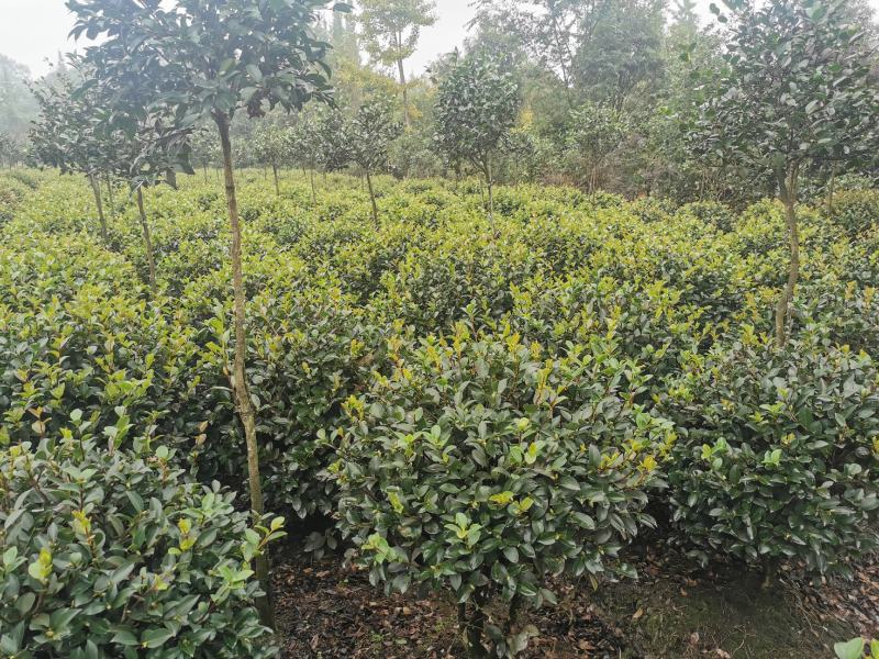 茶梅球苗出售中，还有小杯大杯茶梅工程苗子