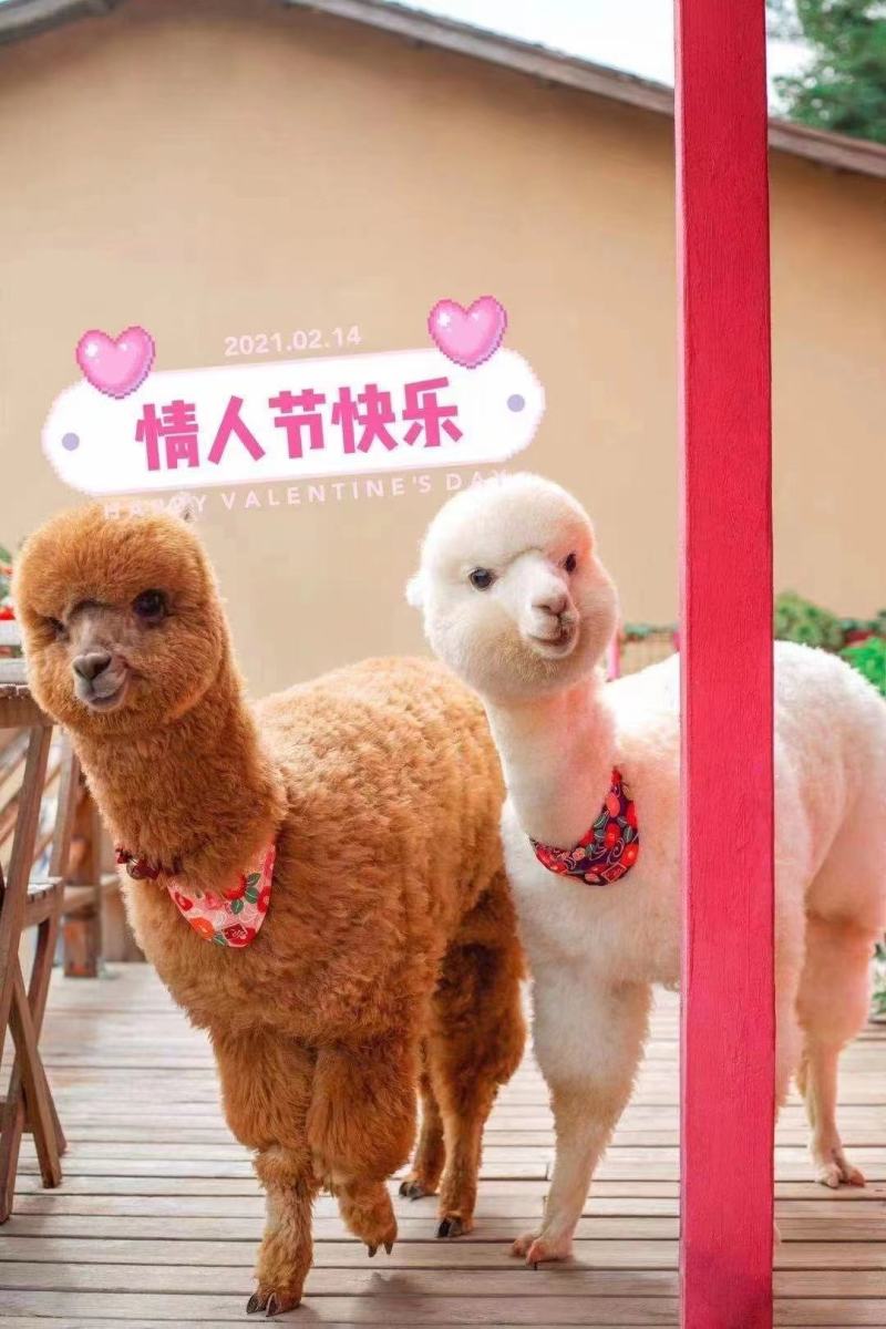 呆萌小羊驼温顺可爱可和人互动驼科景区动物园萌宠引流
