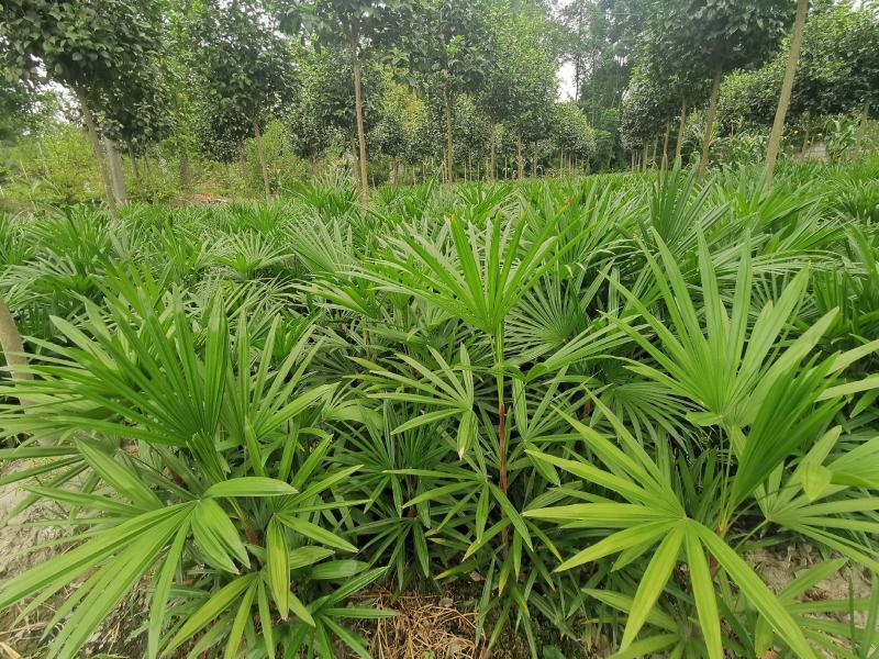 细叶棕竹基地批发各种规格的棕竹都有货哦，杯苗地苗量多