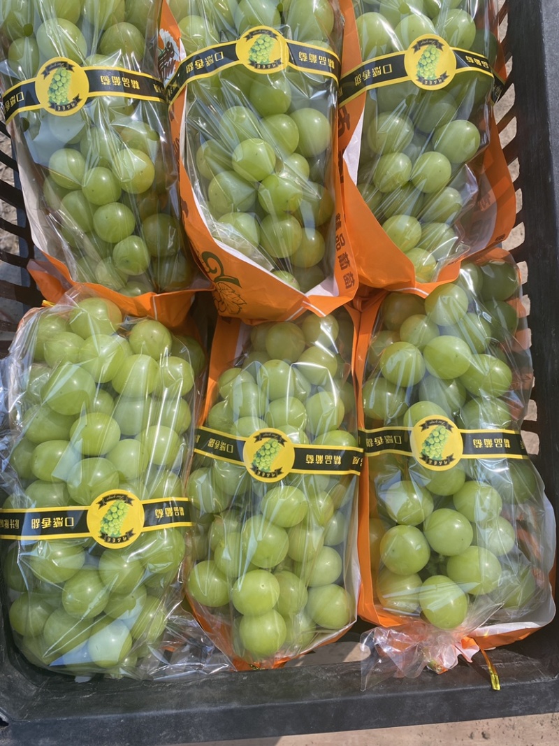 精品阳光玫瑰，颗粒饱满，供应电商，各大水果交易市场