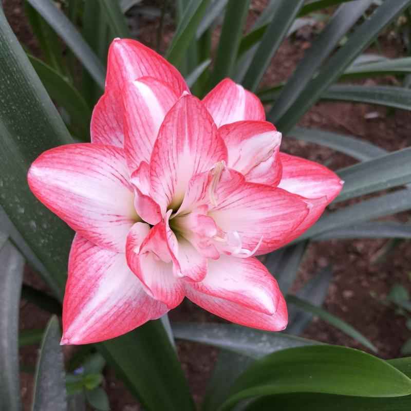 朱顶红花孔雀