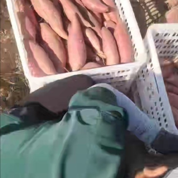 烟薯25