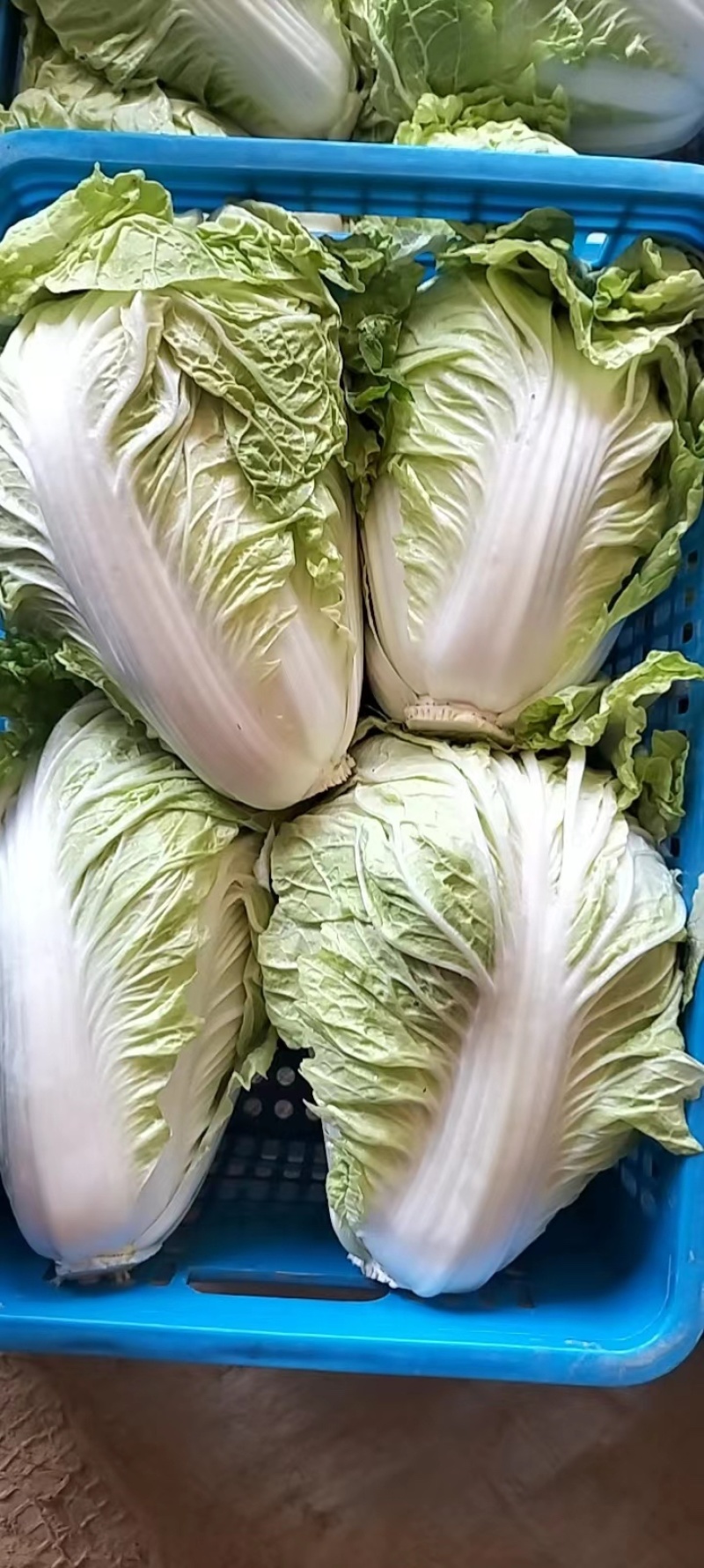 夏先夏阳白菜大量上市，产地大白菜，河南白菜欢迎联系看货