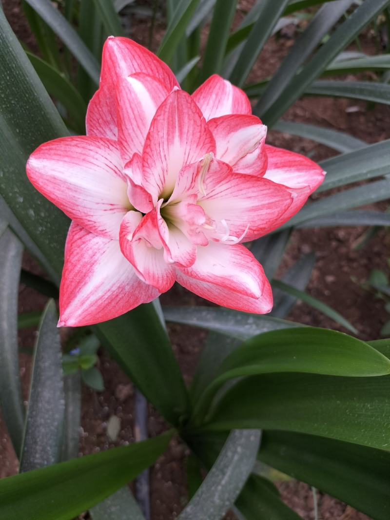 朱顶红花孔雀