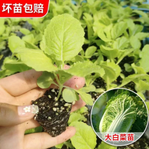 白菜苗专业育苗基地常年不断供应一手货源品质保证