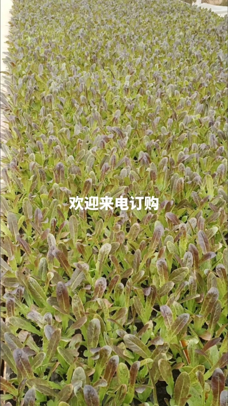 紫叶香莴笋苗莴苣苗常年不断供应一手货源价格实惠