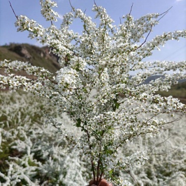 雪柳，干枝雪柳，雪喷花，干枝雪喷花，干枝雪柳产地