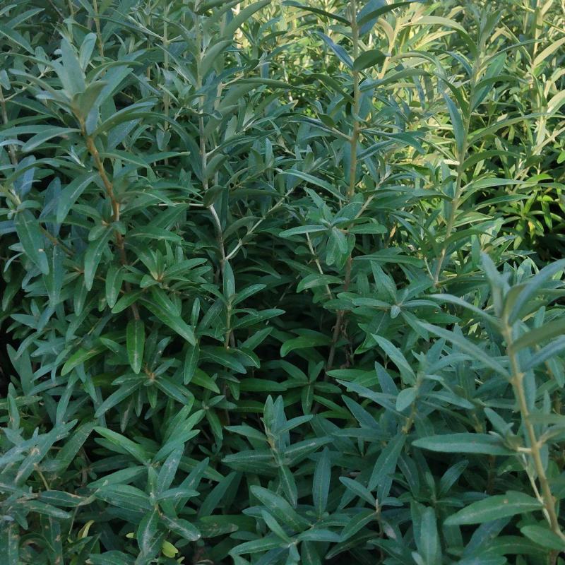 一二年生沙棘苗（中华沙棘小果），苗圃地直接供货