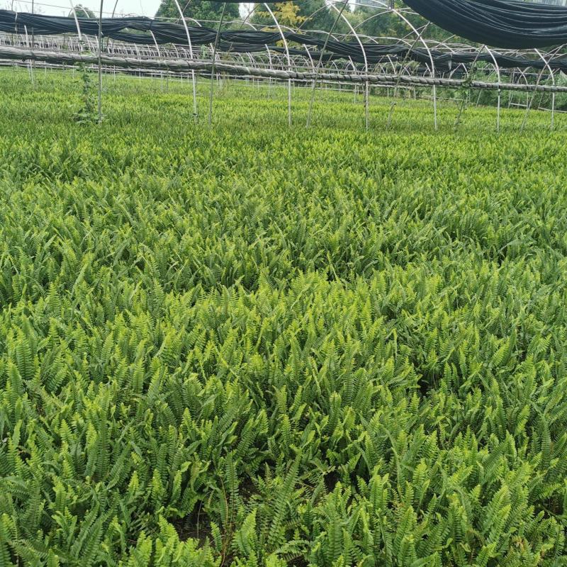 肾蕨杯苗，地苗基地，肾蕨工程绿化苗木出售