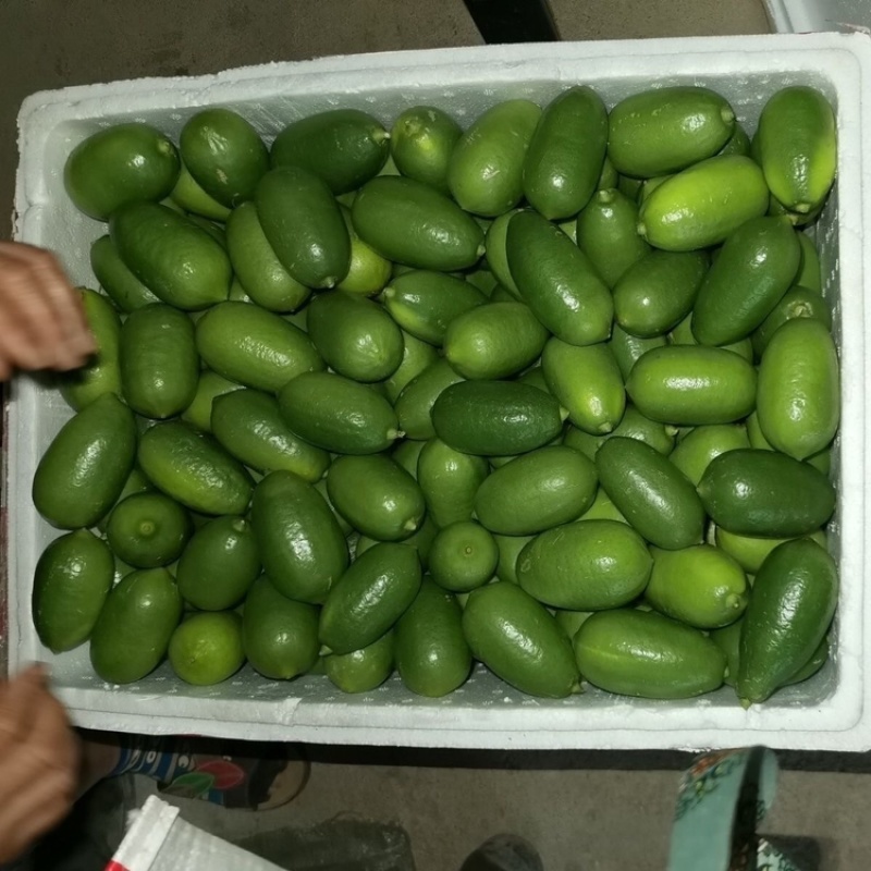 海南品种，无籽香水柠檬，家乡果地直发