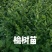 一二年生沙棘苗（中华沙棘小果），苗圃地直接供货