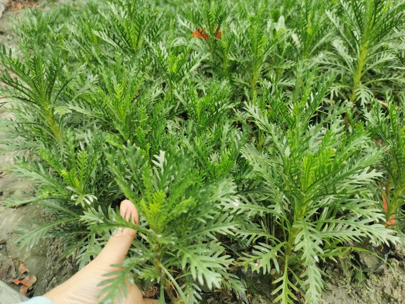 木春菊，黄金菊，杯苗，小杯，大杯批发，自家货源，放心订购