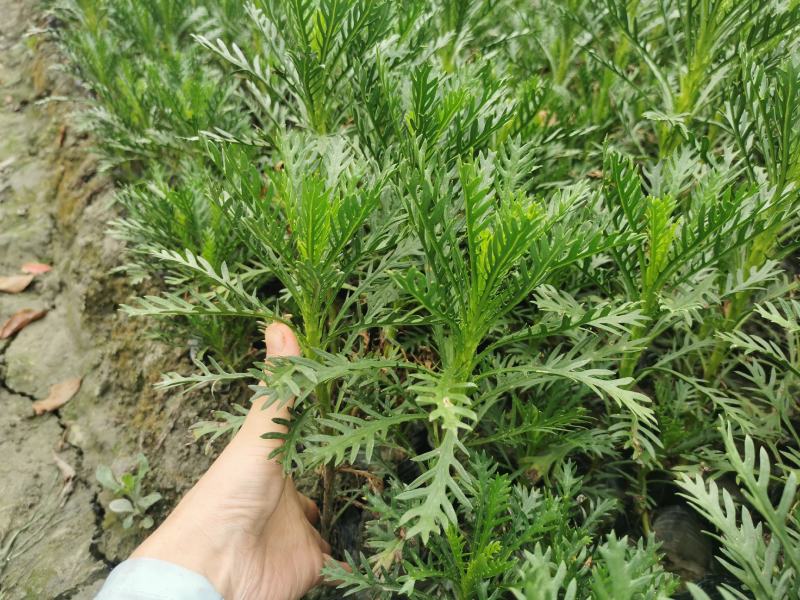 木春菊，黄金菊，杯苗，小杯，大杯批发，自家货源，放心订购