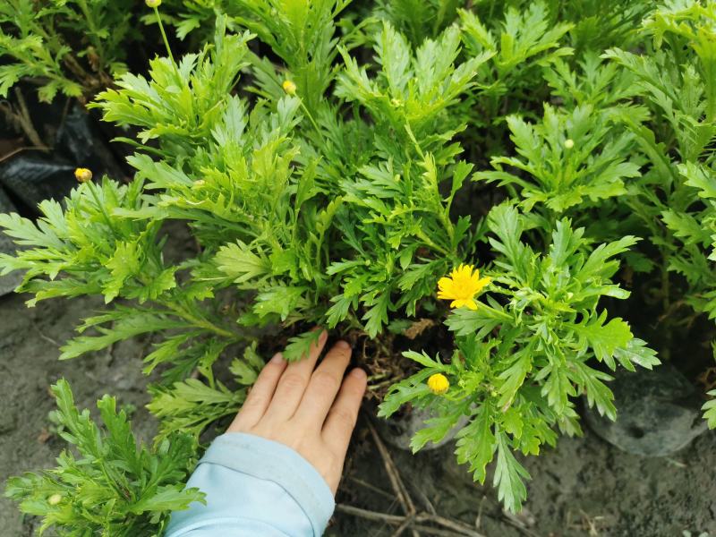 木春菊，黄金菊，杯苗，小杯，大杯批发，自家货源，放心订购