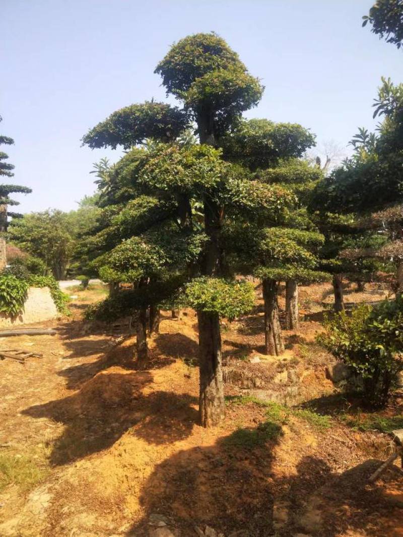 苗圃供应精品榆树桩景单杆榆树桩多杆榆树造型桩量大从优批发