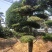 苗圃供应精品榆树桩景单杆榆树桩多杆榆树造型桩量大从优批发