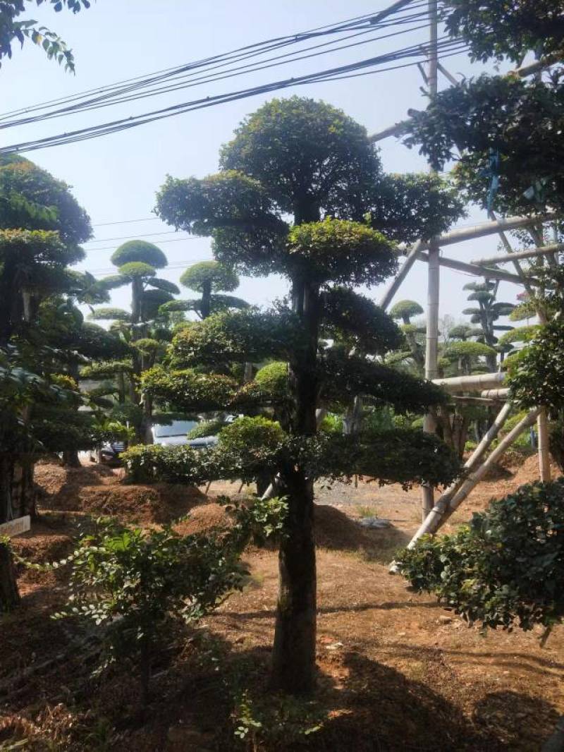 苗圃供应精品榆树桩景单杆榆树桩多杆榆树造型桩量大从优批发