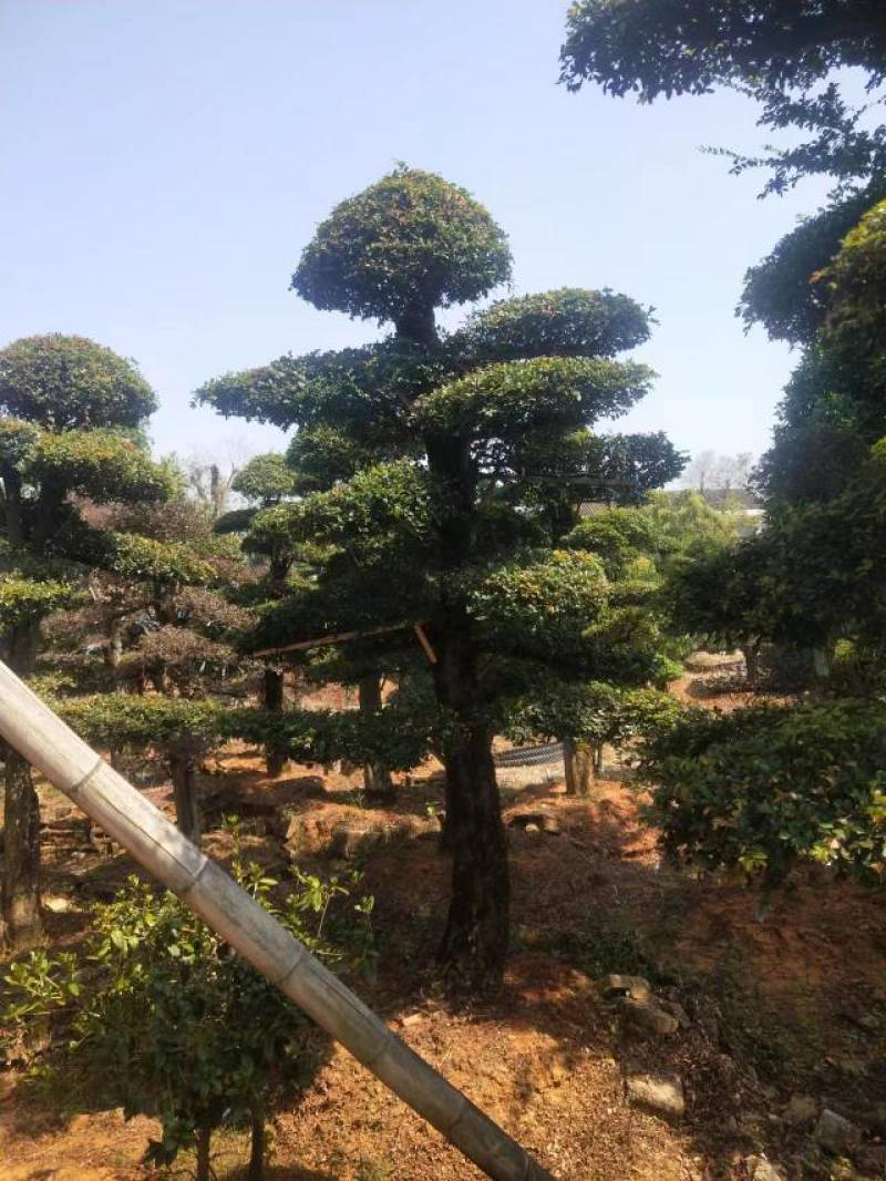 苗圃供应精品榆树桩景单杆榆树桩多杆榆树造型桩量大从优批发
