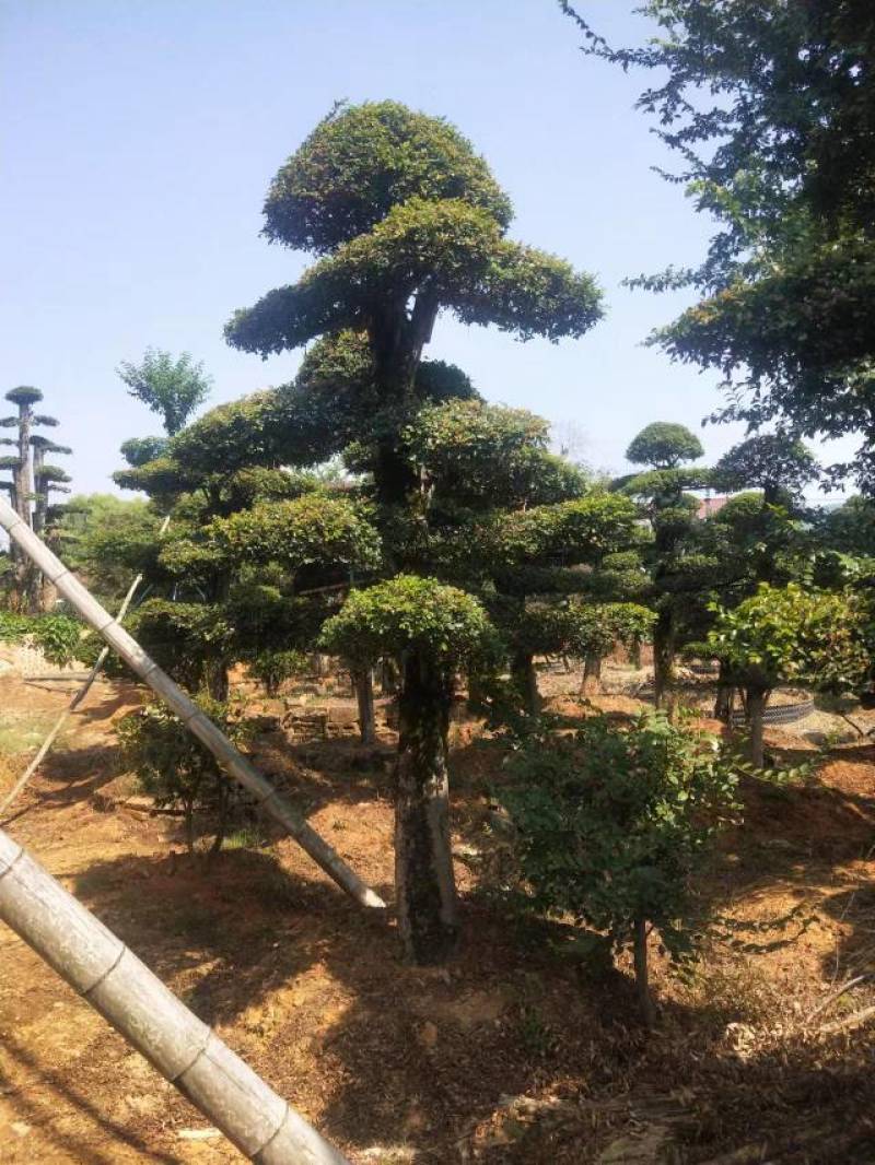 苗圃供应精品榆树桩景单杆榆树桩多杆榆树造型桩量大从优批发