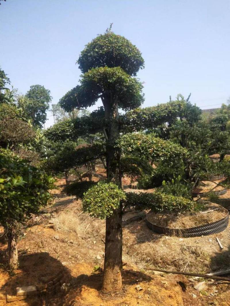 苗圃供应精品榆树桩景单杆榆树桩多杆榆树造型桩量大从优批发