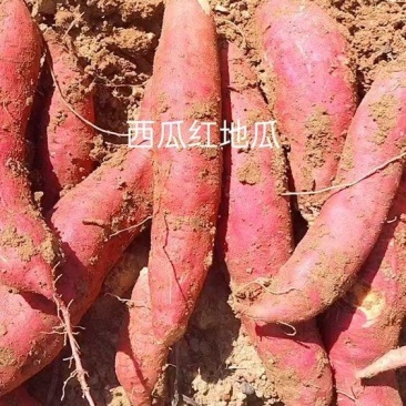 山东优质红薯种植基地，红薯批发市场大量供应优质红薯