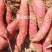 山东优质红薯种植基地，红薯批发市场大量供应优质红薯