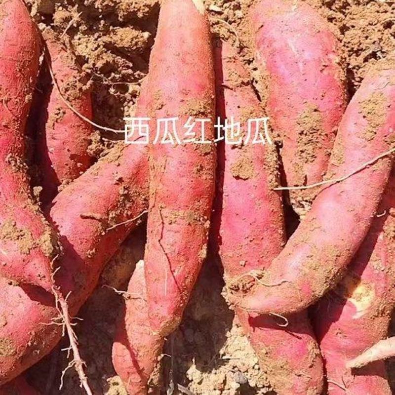 山东优质红薯种植基地，红薯批发市场大量供应优质红薯
