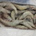 欧玛莎1.4大虾一件10盒新工艺海洋大虾