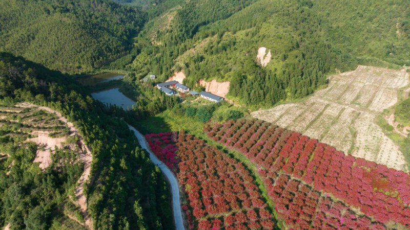 隐居地提供出租，周围有土地可种瓜果蔬菜有林子可以养小动物