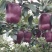 拉长花牛苹果蛇果苹果80以上滨州市惠民县保证质量规格齐全