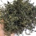 蒲公英茶2025年蒲公英叶新婆婆丁山东绿版蒲公英茶