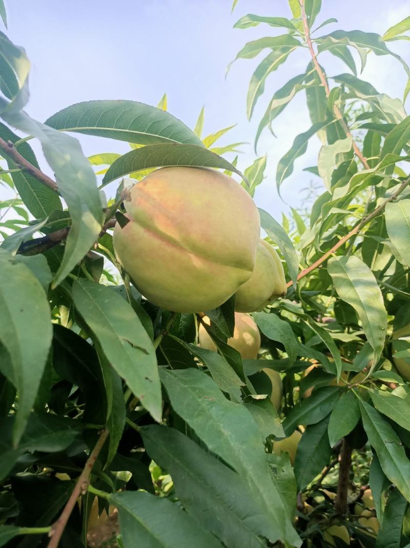 中华寿桃十一预售