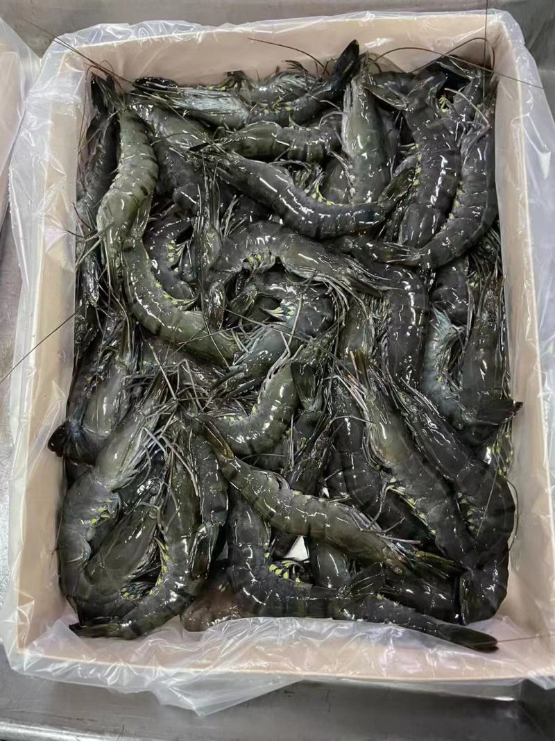 黑虎虾高品质大虾2.6全规格活冻国产黑虎虾