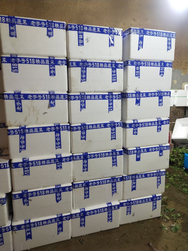 【基地种植】河北菠菜/产地直发，可供全国，欢迎订购