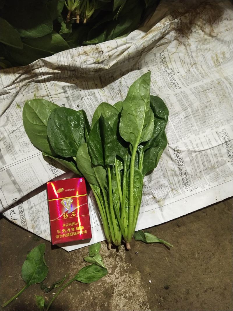 【基地种植】河北菠菜/产地直发，可供全国，欢迎订购