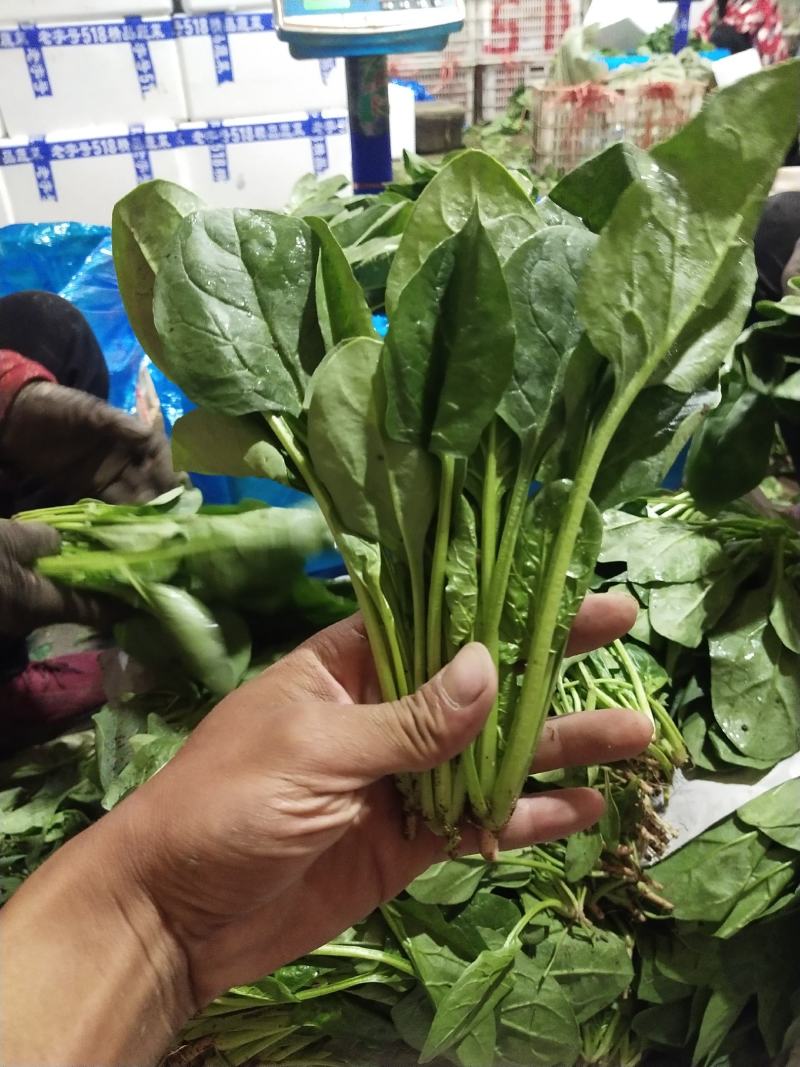 【基地种植】河北菠菜/产地直发，可供全国，欢迎订购