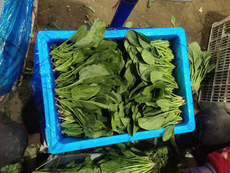 【基地种植】河北菠菜/产地直发，可供全国，欢迎订购