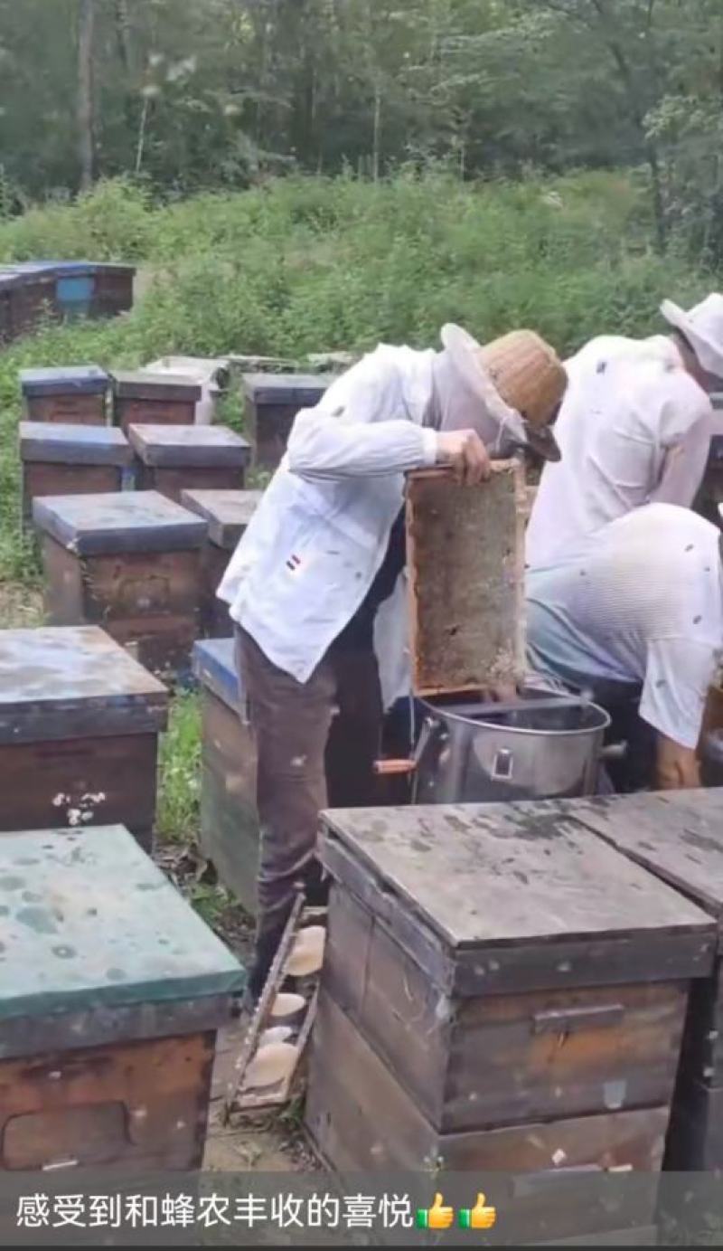 椴树蜜天然椴树蜂蜜